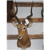 Image 2 : Taxidermy Impala Mount