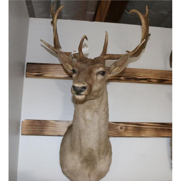 Taxidermy Fallow Deer Shoulder Mount