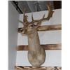 Image 2 : Taxidermy Fallow Deer Shoulder Mount