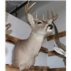 Image 1 : Taxidermy Whitetail Deer Shoulder Mount
