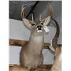 Image 2 : Taxidermy Whitetail Deer Shoulder Mount