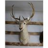 Image 2 : Taxidermy Fallow Deer Shoulder Mount