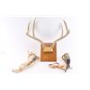 Image 1 : Whitetail Antler Mount w/Jaw Bone Painting