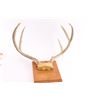 Image 3 : Whitetail Antler Mount w/Jaw Bone Painting
