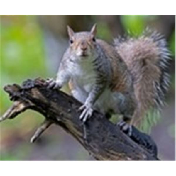 Safaris Unlimited Squirrel Hunt