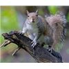 Image 1 : Safaris Unlimited Squirrel Hunt