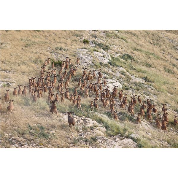 Free Range West Texas Aoudad Sheep Hunt with Wildlife Systems Inc