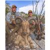 Image 2 : Free Range West Texas Aoudad Sheep Hunt with Wildlife Systems Inc