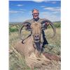 Image 3 : Free Range West Texas Aoudad Sheep Hunt with Wildlife Systems Inc