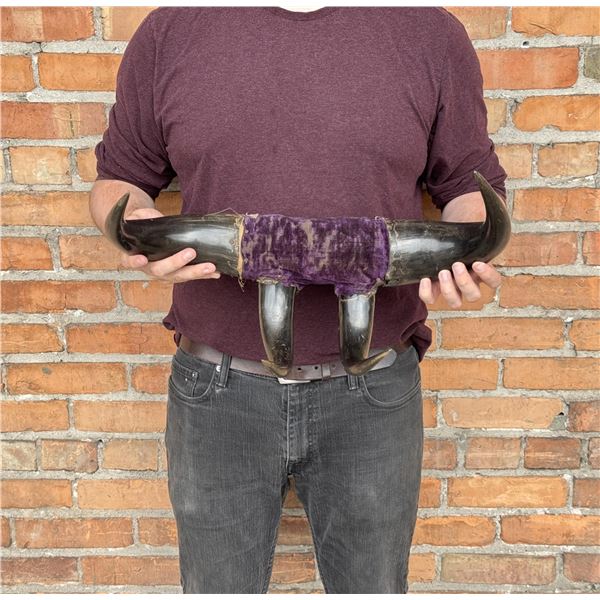 Antique Montana Buffalo Horn Coat Hat Rack