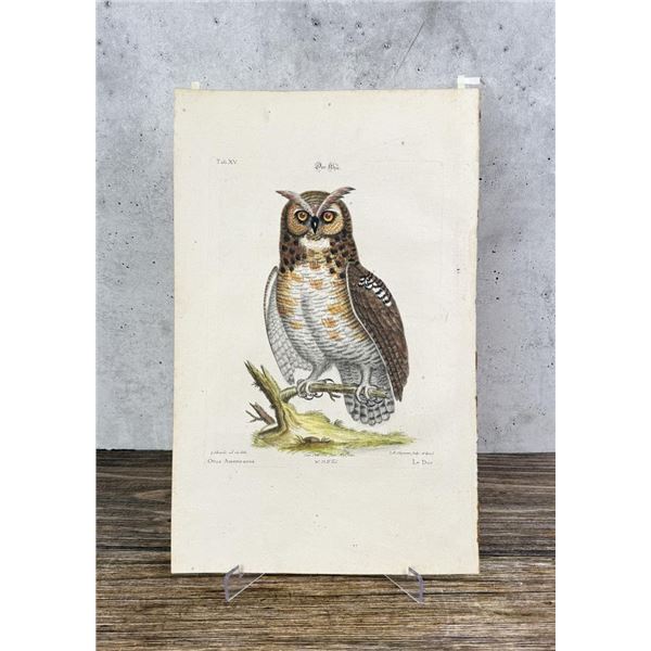 George Edwards Great Horned Owl Print