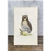 Image 1 : George Edwards Great Horned Owl Print