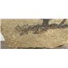 Image 2 : Judy Hoy Buffalo Sandstone Painting