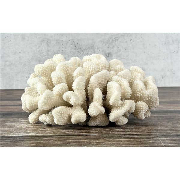 Cauliflower Coral Specimen