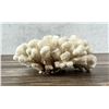Image 2 : Cauliflower Coral Specimen