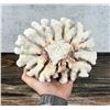 Image 3 : Cauliflower Coral Specimen