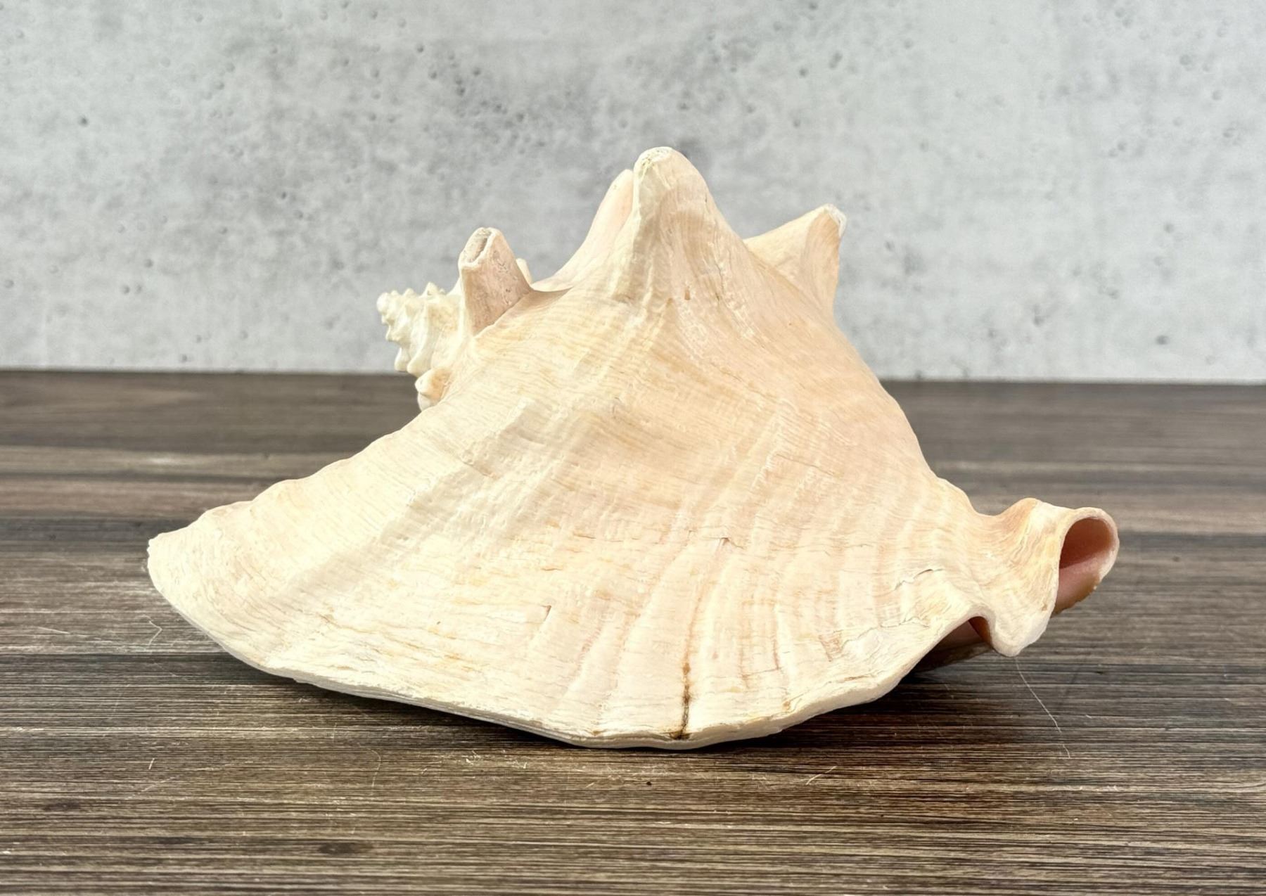 Large Queen Conch Shell