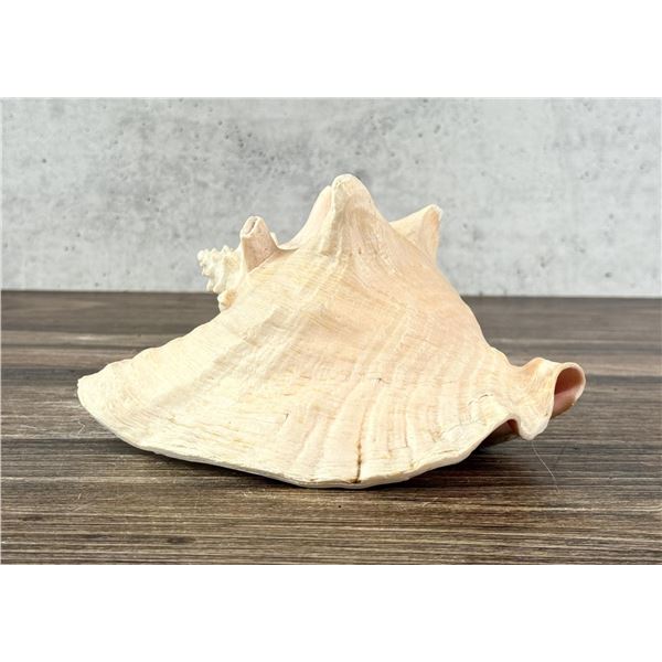 Large Queen Conch Shell