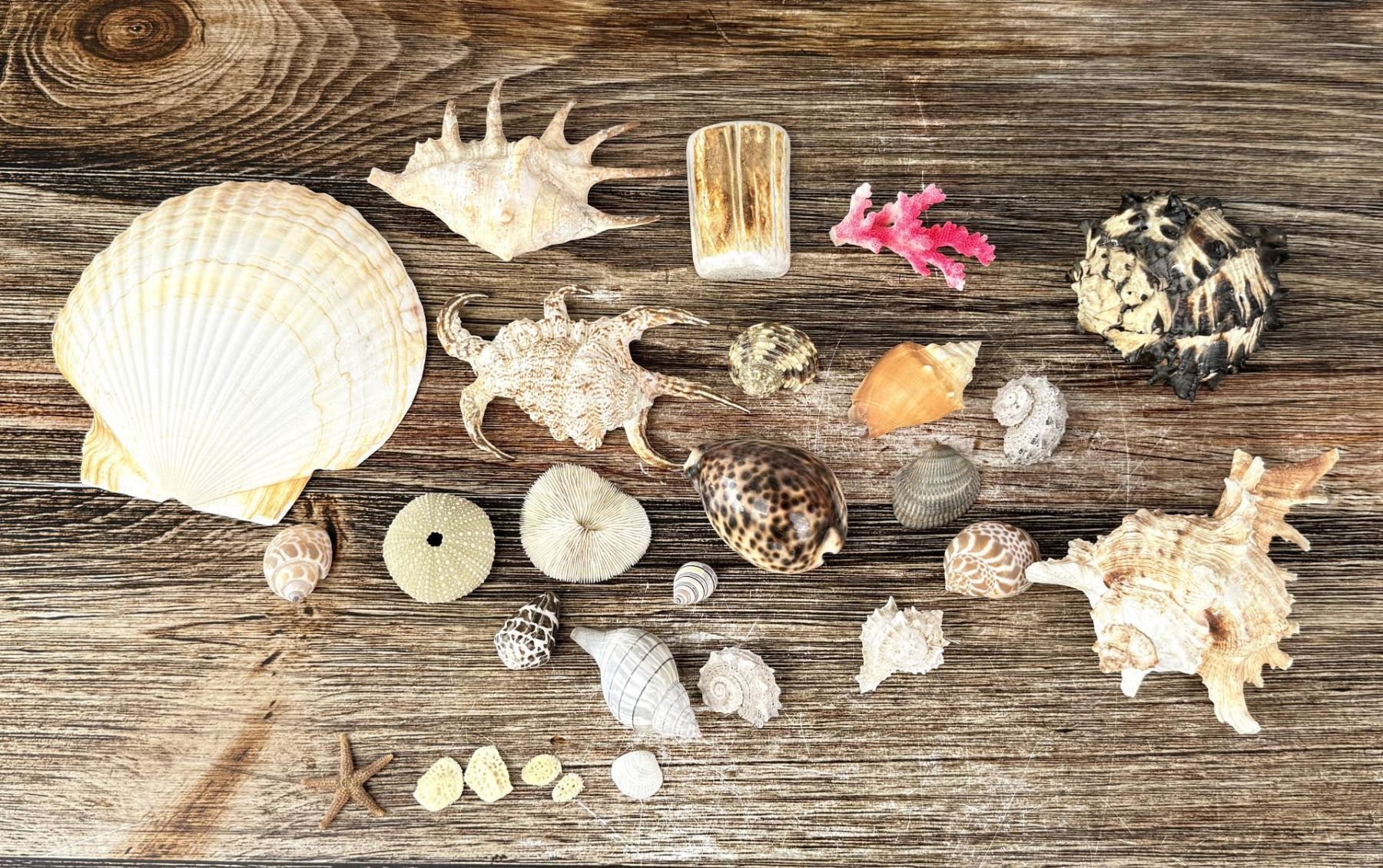 Collection of Sea Shells