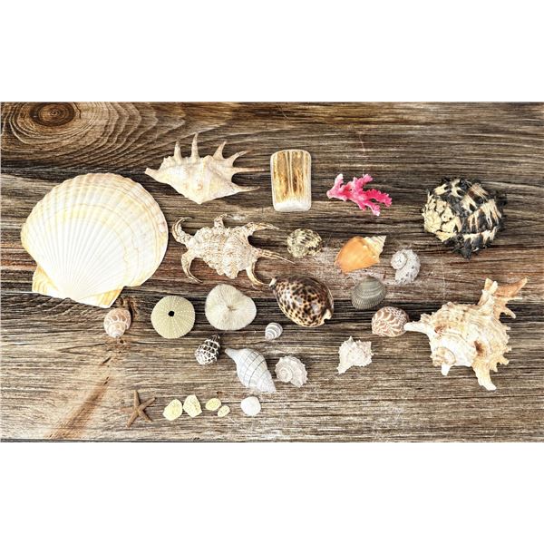 Collection of Sea Shells
