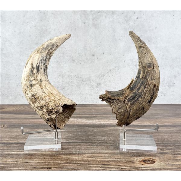 Montana Indian Killed Buffalo Horn Cap Relics