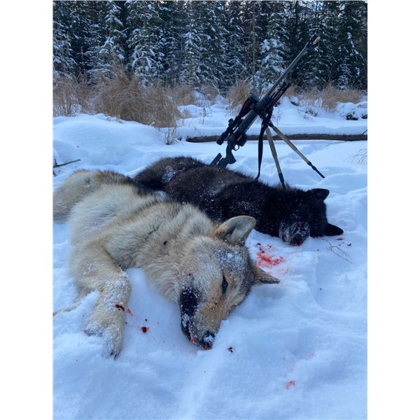 ALBERTA WOLF HUNT AND TRAPLINE ADVENTURE FOR ONE HUNTER / 6 DAYS