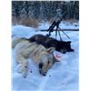 Image 1 : ALBERTA WOLF HUNT AND TRAPLINE ADVENTURE FOR ONE HUNTER / 6 DAYS