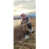 Image 2 : 3 NIGHT / 2 DAY SELF-GUIDED SITKA BLACKTAIL HUNT IN ALASKA FOR 1 HUNTER
