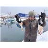 Image 2 : GREENLAND 4 DAYS KING EIDER HUNT FOR 2 HUNTERS