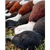 Image 3 : NEW ZEALAND WATERFOWL HUNT FOR 2 / 3 DAYS