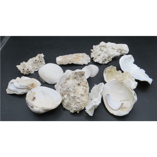 Lot Of Various Sea Shells
