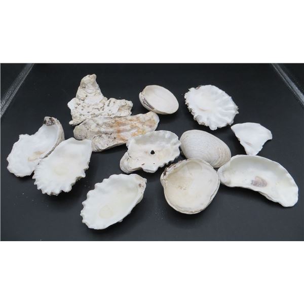 Lot Of Various Sea Shells