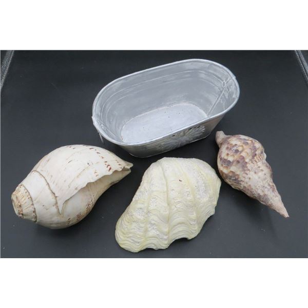 Lot Of 2 Conch Shells & a Seashell With Tin