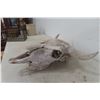 Image 2 : Buffalo Skull 17'' Spread 