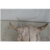 Image 2 : Buffalo Skull 17'' Spread 