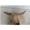 Image 2 : Bison Skull 
