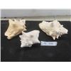 Image 1 : Lot of 3 Large Queen Conch Shells