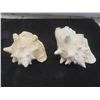 Image 2 : Lot of 3 Large Queen Conch Shells