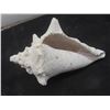 Image 8 : Lot of 3 Large Queen Conch Shells
