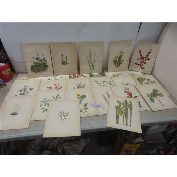 24 Wildflower Pictures.