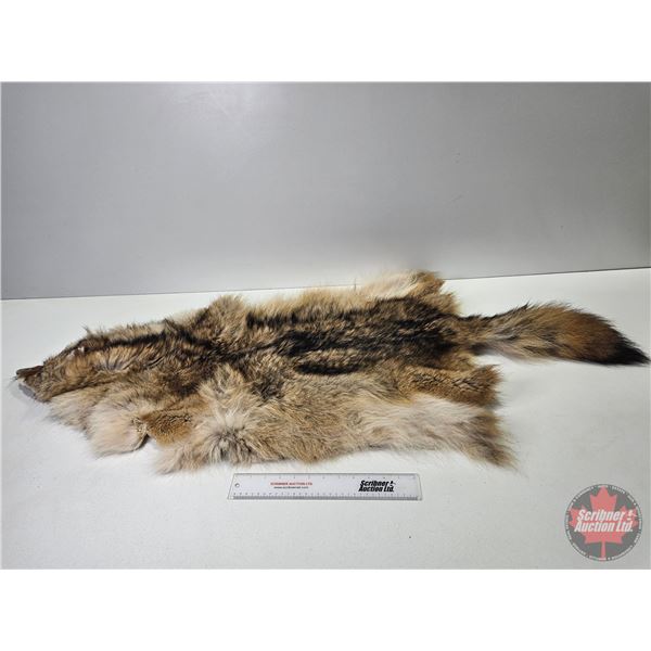 Coyote Hide (55"L x 28"W)