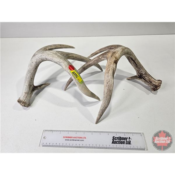 Pair of White Tail Deer Sheds