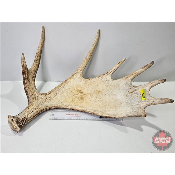 Moose Antler Shed