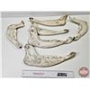 Image 1 : Buffalo Jaw Bones (6)