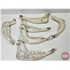 Image 2 : Buffalo Jaw Bones (6)