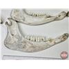 Image 3 : Buffalo Jaw Bones (6)