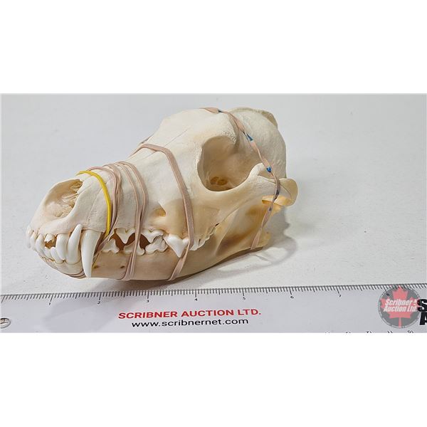 Bleached Coyote Skull