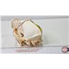 Image 2 : Bleached Coyote Skull
