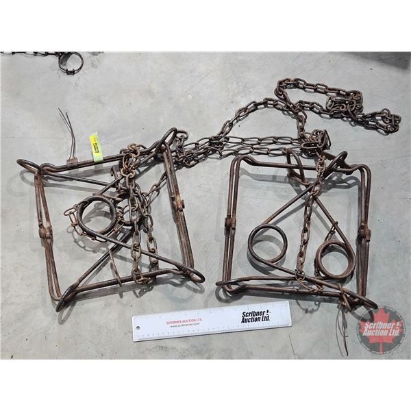 Conibear Traps (2)  (12"L x 12"W)