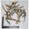 Image 1 : VINTAGE COLLECTION OF DEER ANTLERS